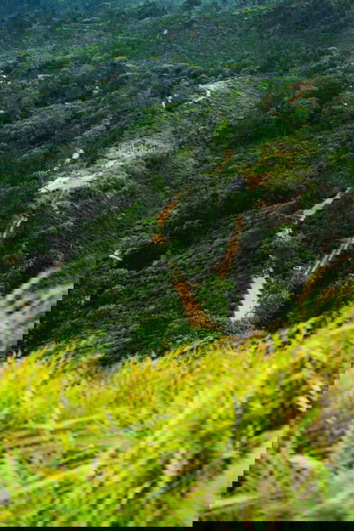A lush green forest in Sri Lanka with a dirt road.