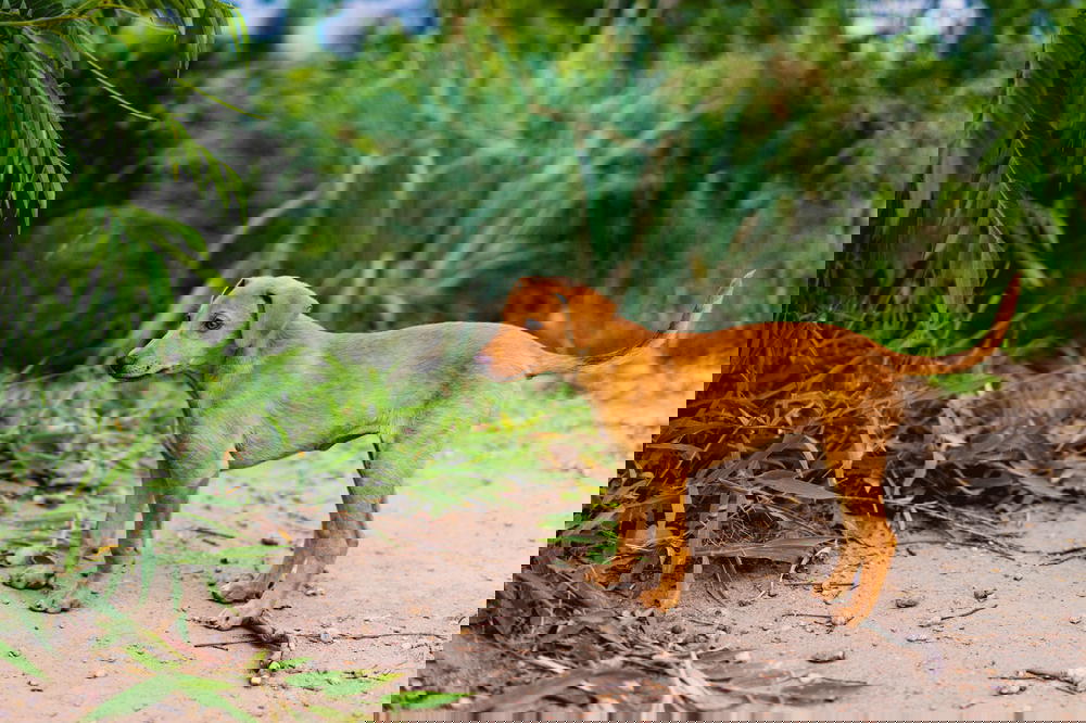 Cute young brown puppy in Sri Lanka