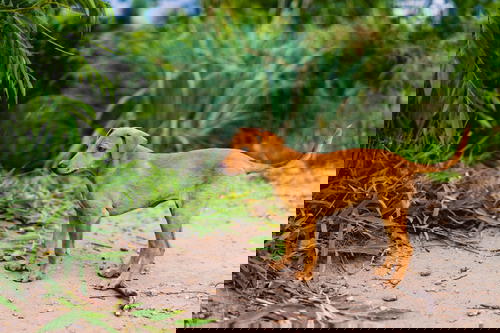A small brown dog standing on a dirt path in Sri Lanka
