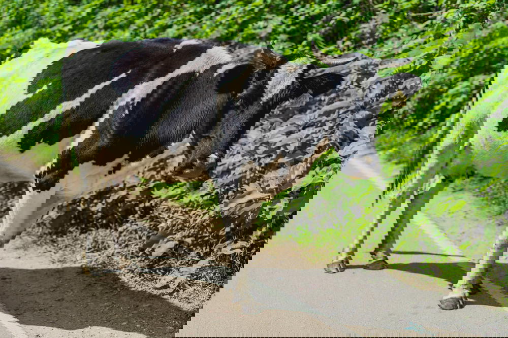 A cow in the road