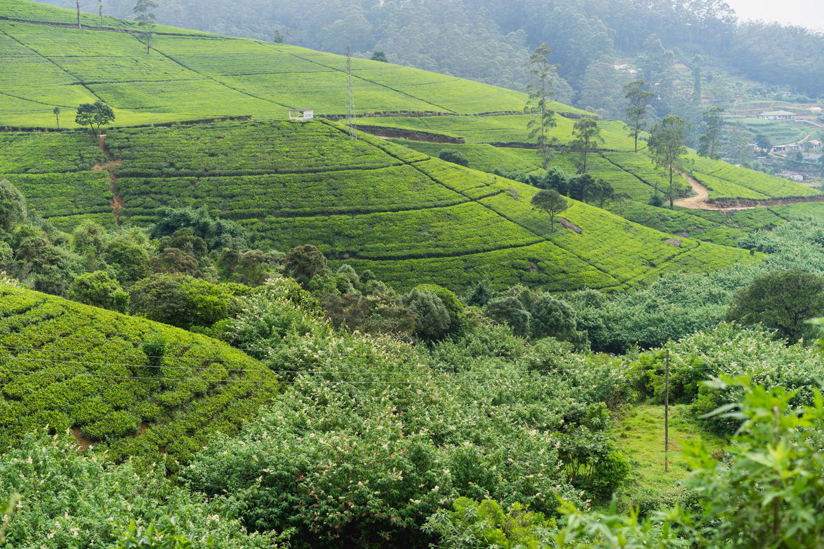 Should You Visit Mackwoods Ceylon Tea Plantation in Sri Lanka?