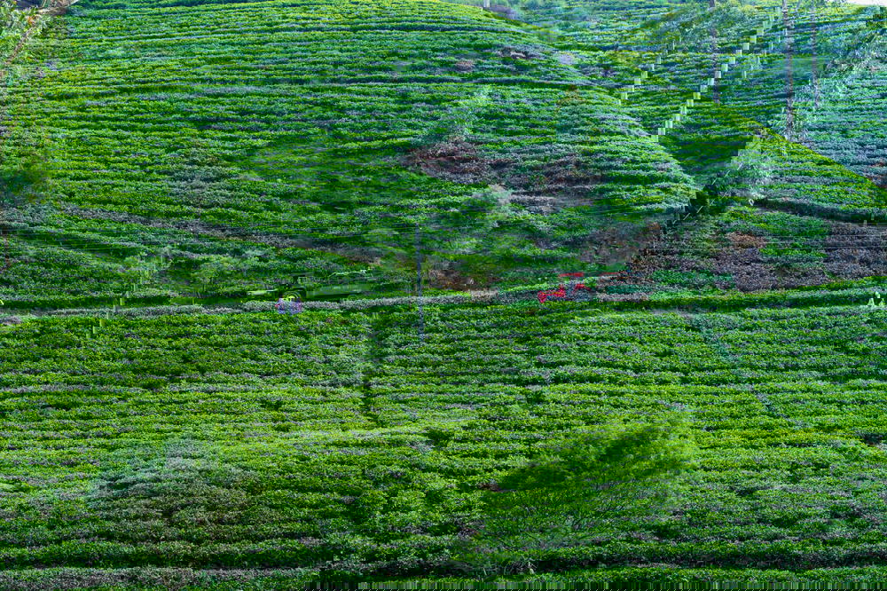 Green hills at Mackwoods