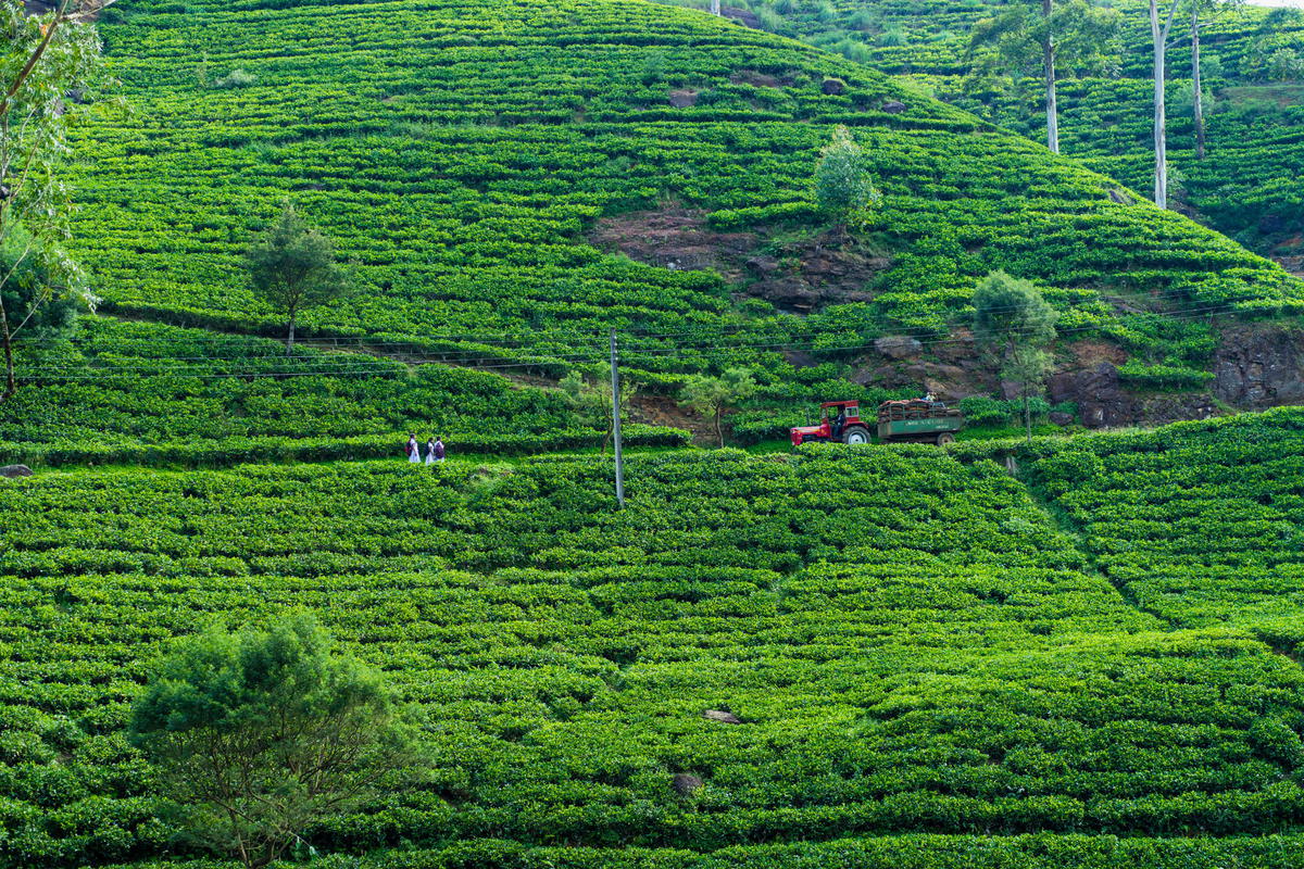 Should You Visit Mackwoods Ceylon Tea Plantation in Sri Lanka?