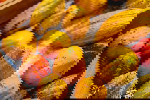 Yellow cacao fruits in a wooden crate