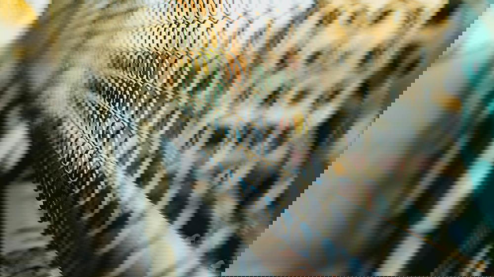 Chain link fence on the Manhattan Bridge