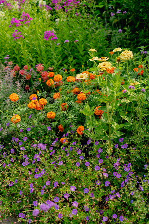 A bed of colorful flowers in a Litchfield garden.