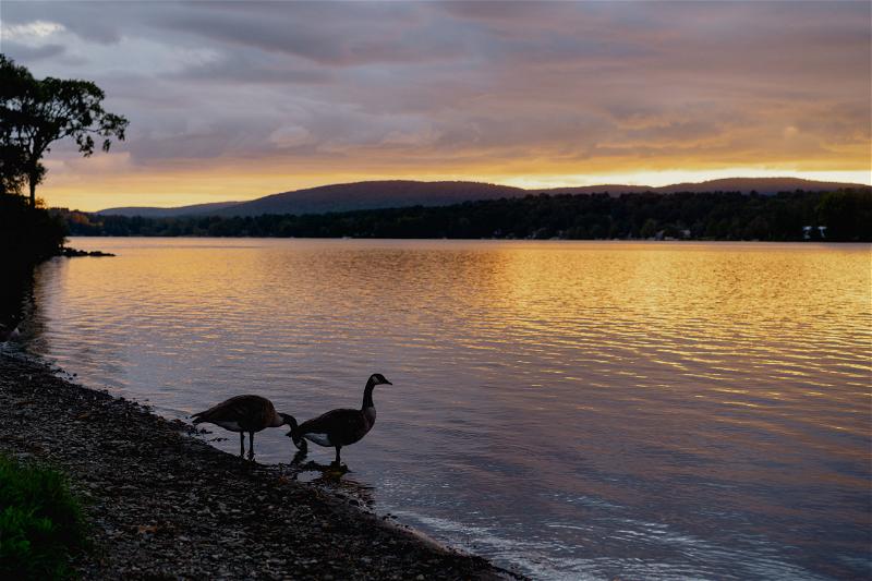 Two geese standing on the shore of a lake in Pittsfield.