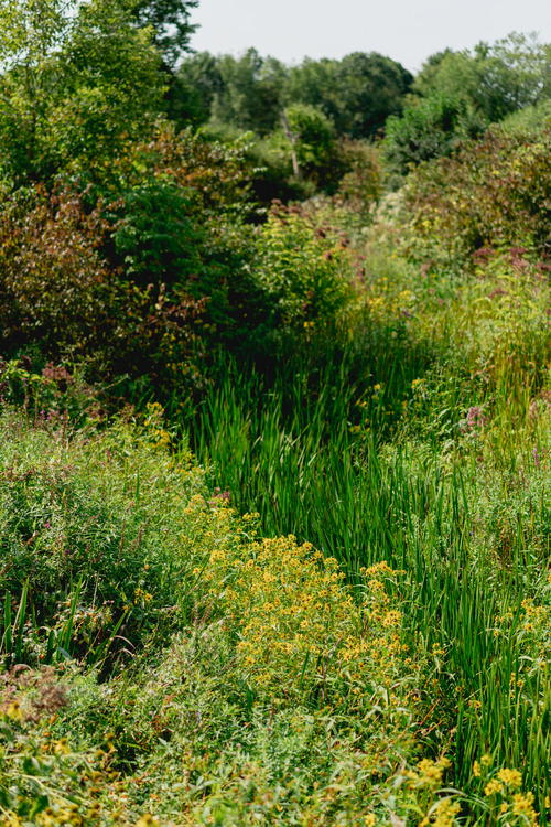 A man sitting on a bench in the middle of a field of wildflowers in Pittsfield, Massachusetts.