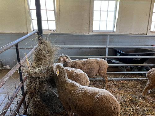 A group of sheep in a pen located in Pittsfield, Massachusetts.
