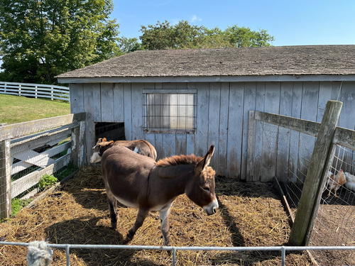 Two donkeys standing in a pen in Pittsfield Massachusetts.