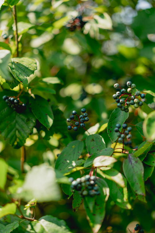 Blackberries on a tree in Pittsfield amid green leaves.