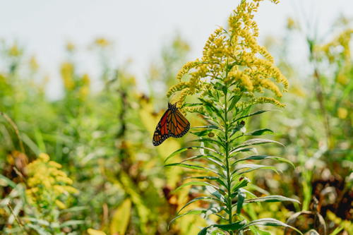 A butterfly perched on a sunny yellow flower in Pittsfield, Massachusetts.