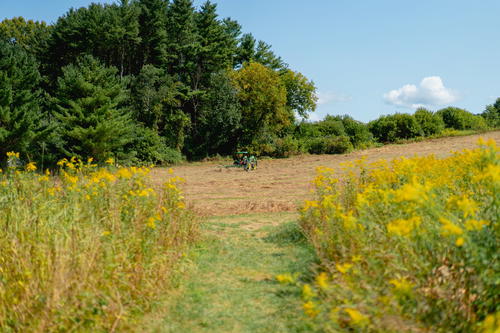 A person biking through Pittsfield, Massachusetts with yellow flowers in the background.