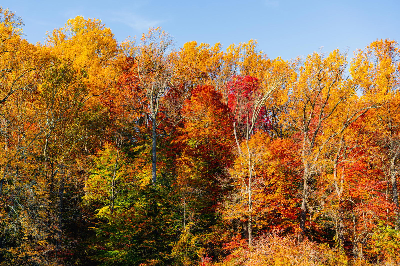 Photos Gallery: The Best of Fall Foliage at NJ Nature Reservations