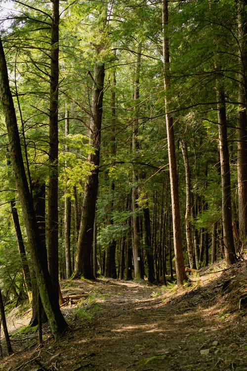 A forest dirt path in the Catskills of New York near Antrim Streamside.