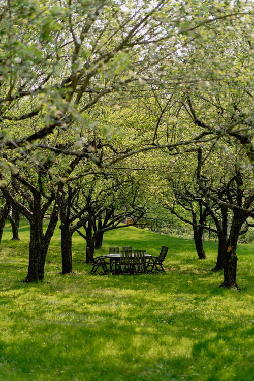 A group of trees in the Catskills field.