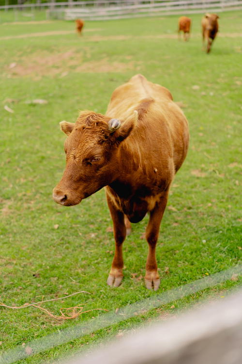 A brown cow grazing in the grassy field of Antrim Streamside in the Catskills, New York.
