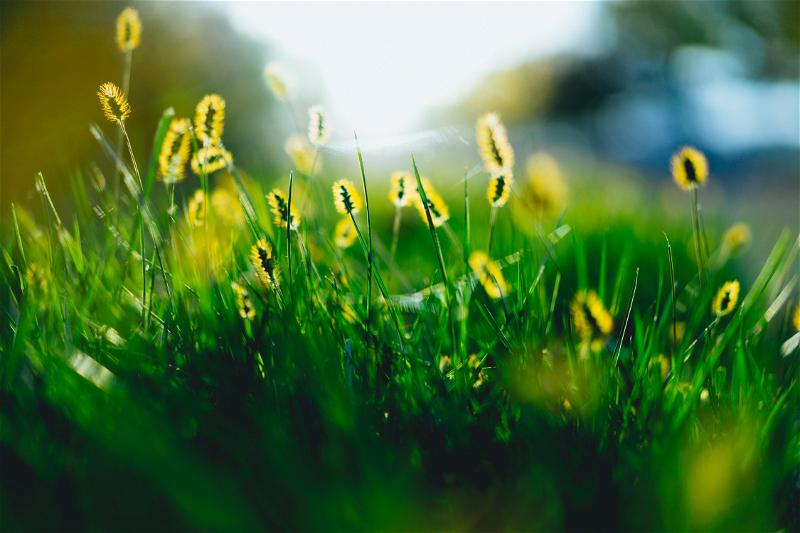 A close up of grass with yellow flowers in Beacon.