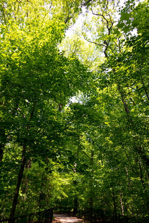 A path through the woods in Brooklyn with trees in the background.