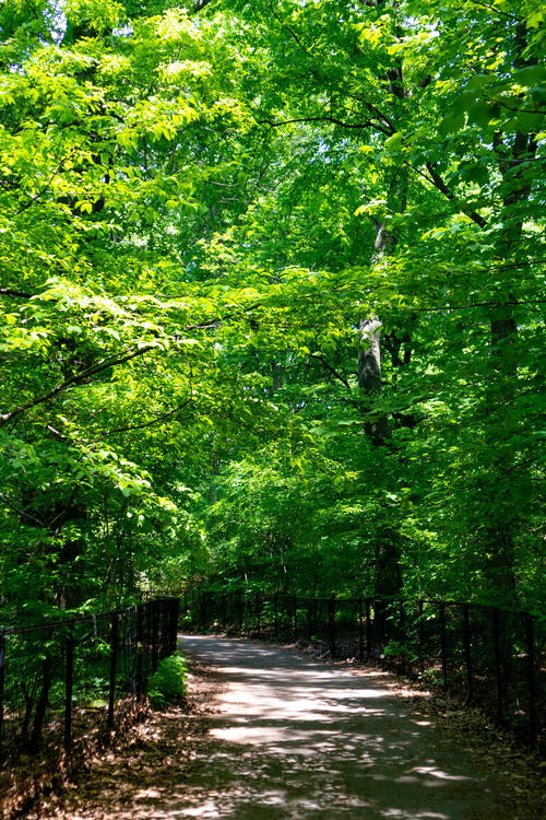 A wooded path surrounded by green trees in Brooklyn.