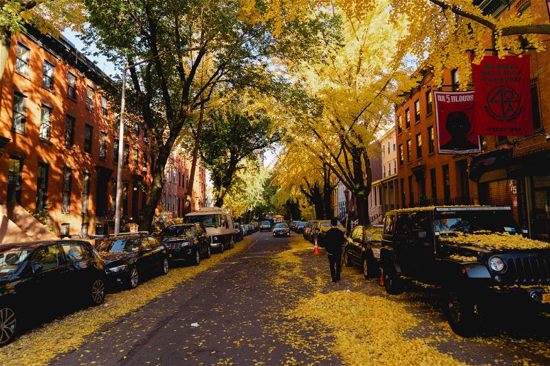 A street in New York City lined with yellow leaves.