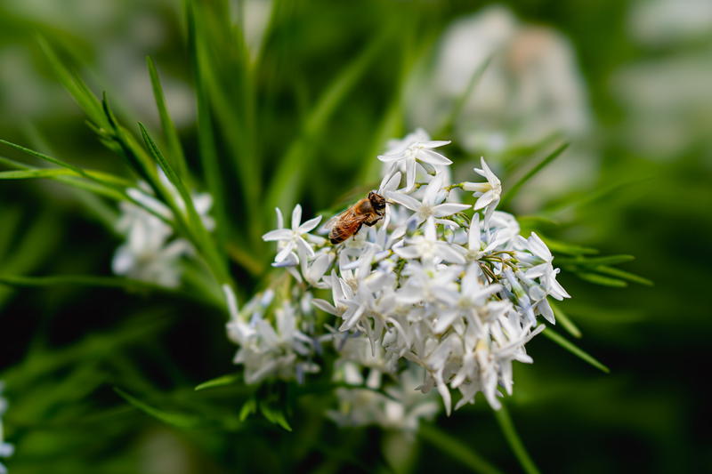 A bee is sitting on a white flower in NYC.