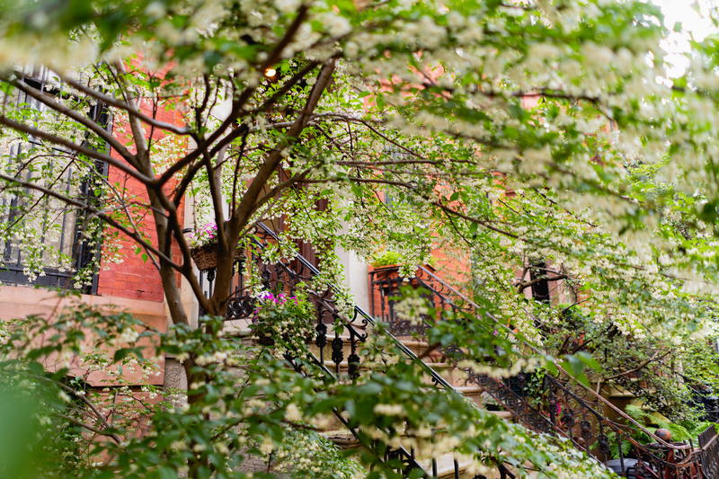 A white flowering tree in front of a house in NYC.