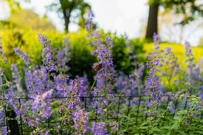 A bee perched on a purple flower amidst the vibrant backdrop of New York City.