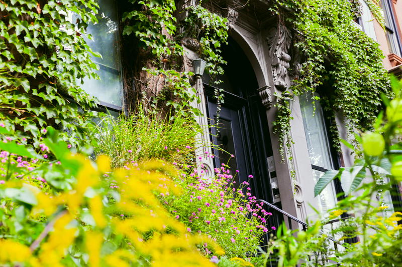 Ivy adorning a NYC building.