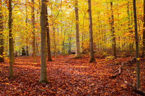 An autumn forest with yellow leaves on the ground in New York City.