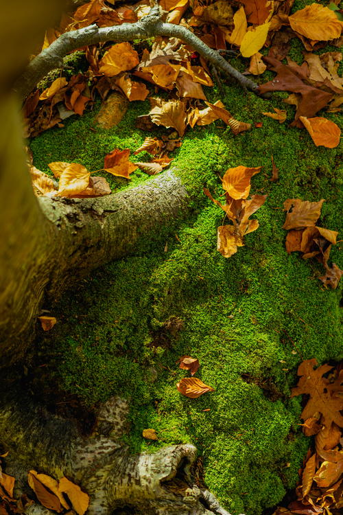 Moss on the ground in NYC.