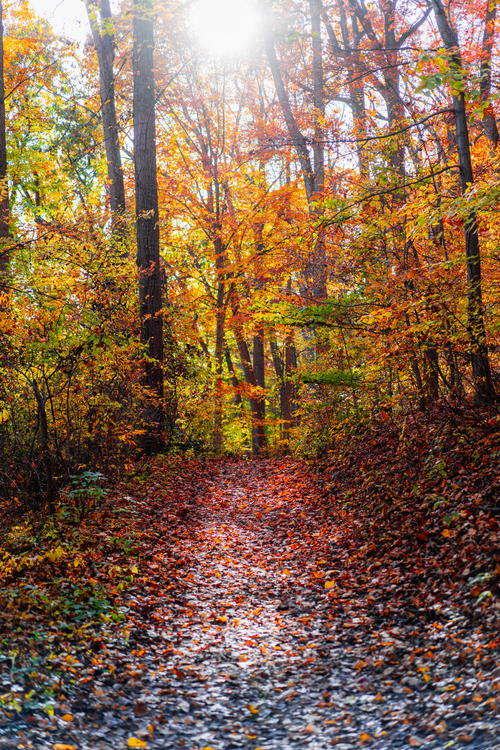 A serene autumn pathway adorned with colorful leaves in New York City's vibrant forests.