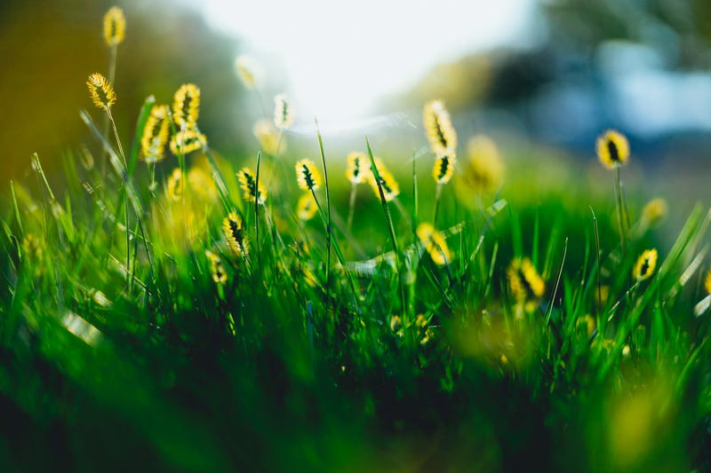 A close-up of yellow flowers in the grass in NYC.