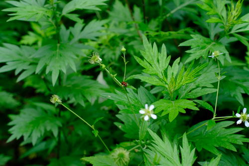A plant with white flowers and green leaves, found in NYC.