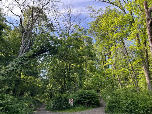 A wooded area in NYC with a dirt path and surrounding trees.