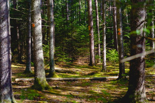 A mossy forest in the Adirondack Mountains.
