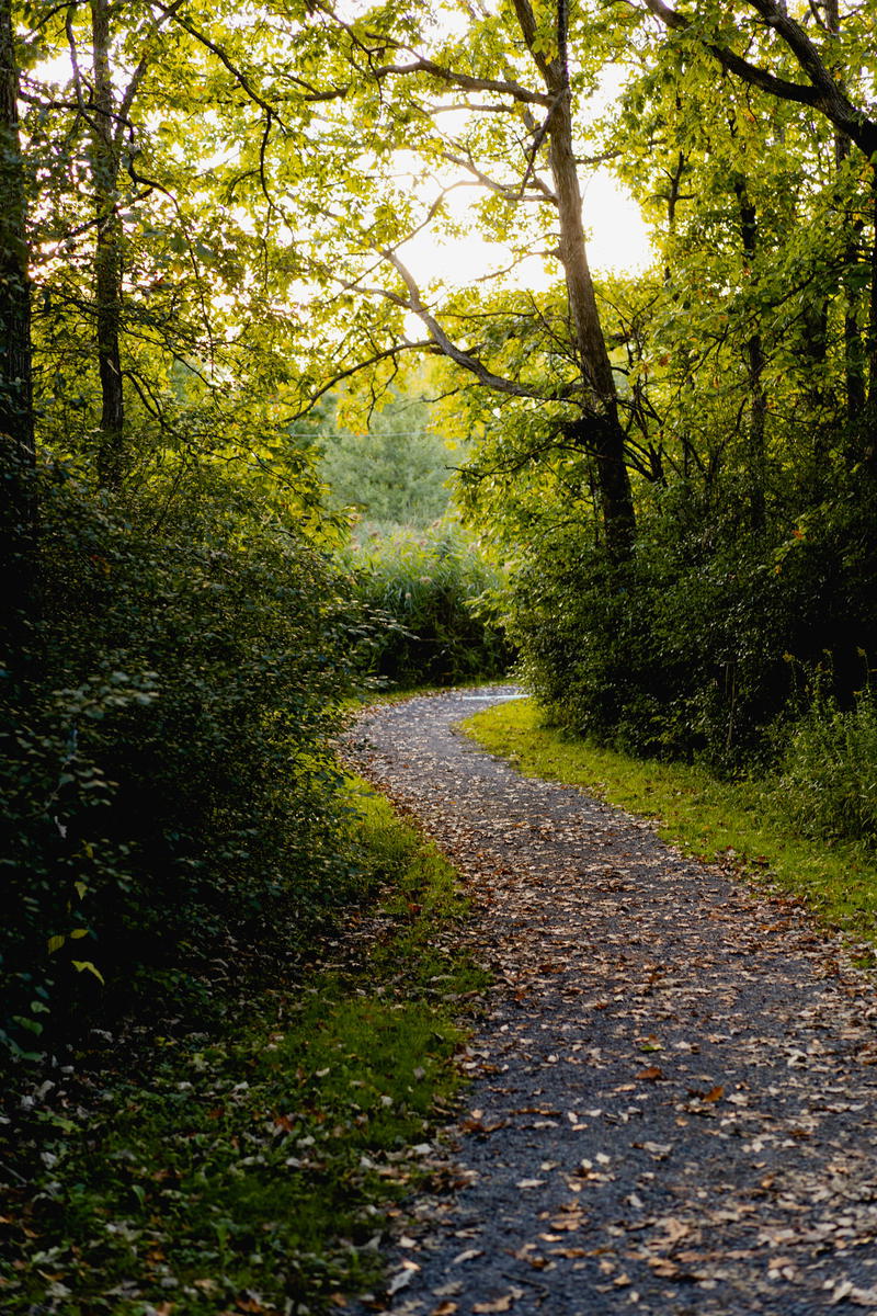 A wooded path in Hudson, New York.