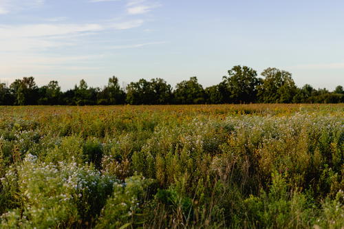 A large field of wildflowers in the Hudson Valley, New York.