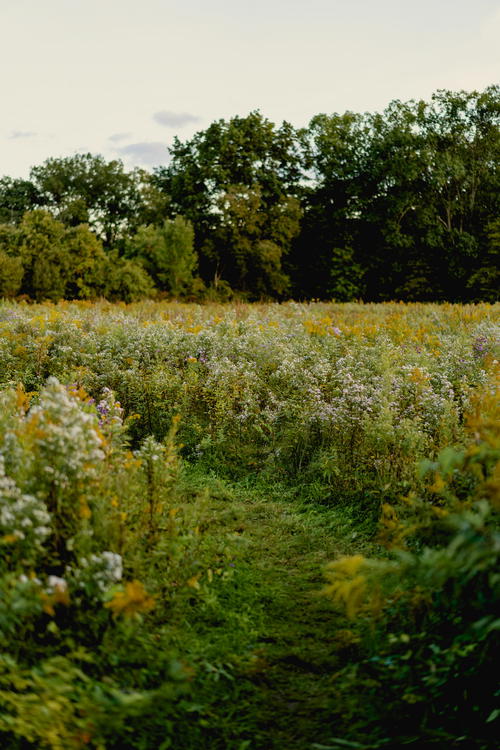 A field full of wildflowers and trees in Hudson, New York.