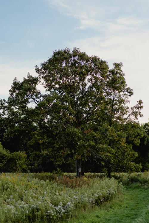 A large tree in the middle of a field in Hudson, New York.