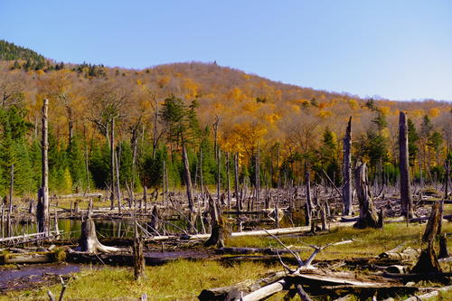 Dead trees in Lake Placid, New York.