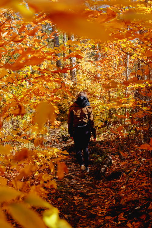 A person walking through an autumn forest in New York.