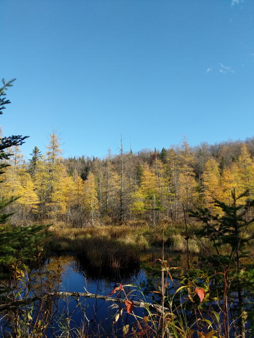 A forest with yellow trees and a pond in Lake Placid.