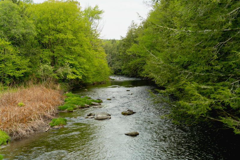 A river flowing through the wooded area of Livingston Manor, New York.