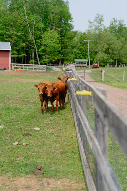 A group of cows walking along a fence in Livingston Manor.