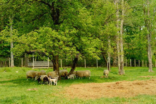 A group of sheep grazing in a field near Livingston Manor.