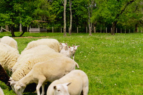 Sheep grazing in a field in Livingston Manor, New York.