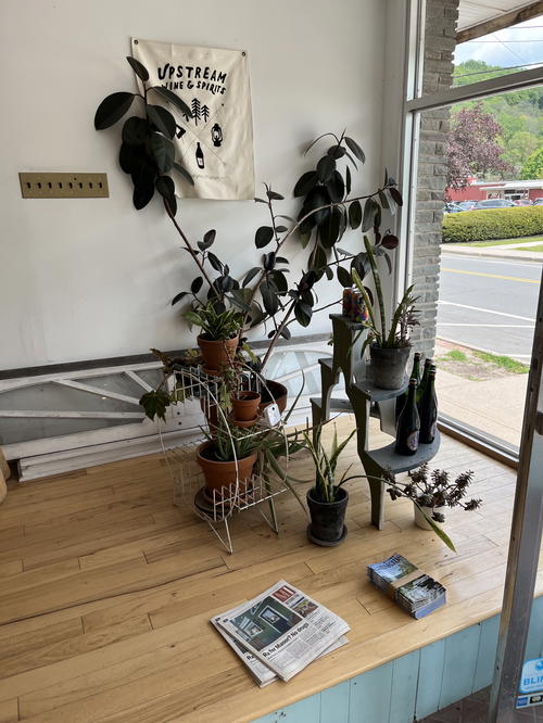 A display of potted plants in front of a window in Livingston Manor.