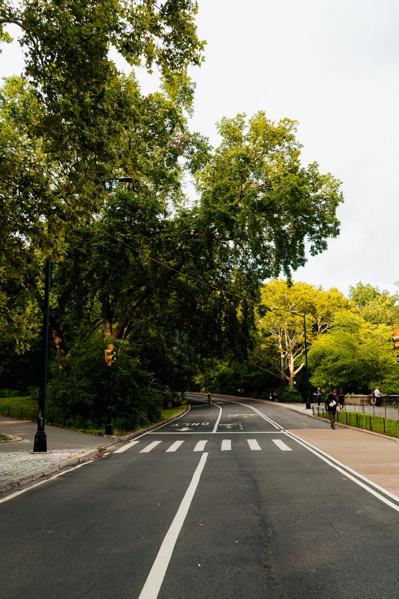 A tree obstructs the road in NYC.