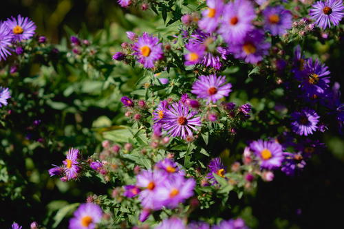 A close up of purple flowers at Olana State Historic Site.